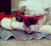 shades.jpg shades.jpg