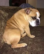 Bailey.webp
