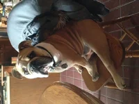louie234.webp