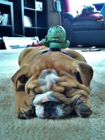 Hulk.webp Hulk.webp