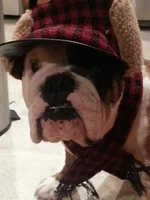 Arnold Hat2.webp