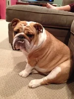 Turkey Leg.webp