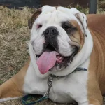 Gus - Lonestar.webp