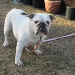Chloe - Lonestar.webp