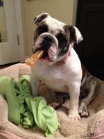 Nylabone2 2013-11-17.jpg