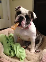 Nylabone2 2013-11-17.webp