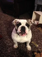 Daisy6 2013-11-12.webp