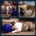 Jolly Ball.webp