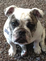 DirtyFace 2013-08-18.webp
