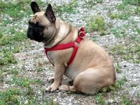 Merlee zig 047.webp