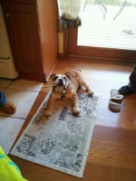 Winston2.webp