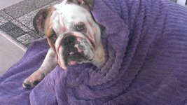 Bruno calendar pic purple blanket.jpg