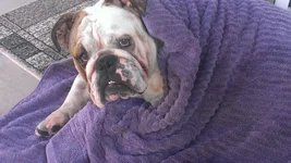 Bruno calendar pic purple blanket.webp