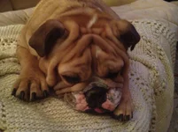 bailey.webp
