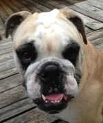 Stella Blue.webp