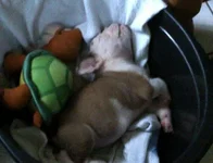 bertfat.webp