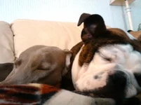 Nap Time - Pudge and Christal 02-2011.webp