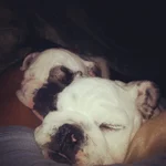 sleepingbullies.webp