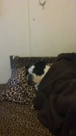 sleepy.webp