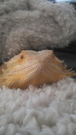 Docblanket.jpg Docblanket.jpg