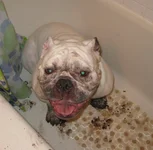 dirty dog 2.webp