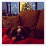 Snuggle Face.webp