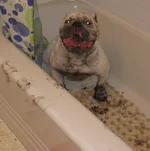dirty dog 1.webp