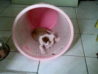 bert laundry 2.webp bert laundry 2.webp