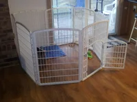 Harlea_Playpen.webp