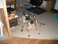 Abeinfieldwdonkeys 002.webp