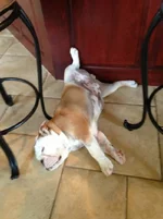 Mayhem-(sleeping)-8-2-13.webp