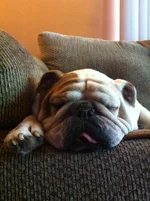 Sleepy Fusion.webp