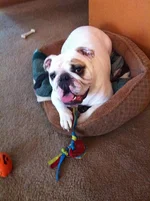 Happy Havoc.webp