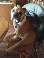 louie234.webp