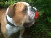 Otis - Ball.webp