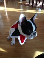 1st christmas.webp