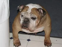molly1.webp