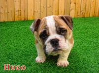 hugo sitting.webp