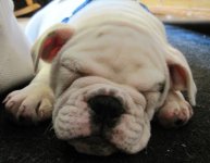 sleeping.JPG sleeping.JPG