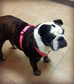 Mabel1.webp Mabel1.webp