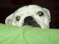peek-a-boo.webp