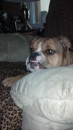 sheldonssmile.webp