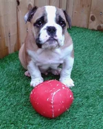 hugo with ball.webp