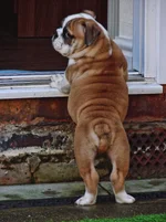 hugo climbing step.webp