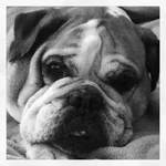Petunia B & W.webp
