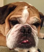 Petunia close up on her 9th birthday.webp