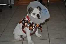 zoey cone_H01.webp