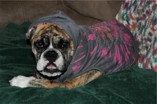 baileyS067.webp