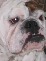 banks nose.webp