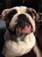Daisy2 2013-11-12.webp